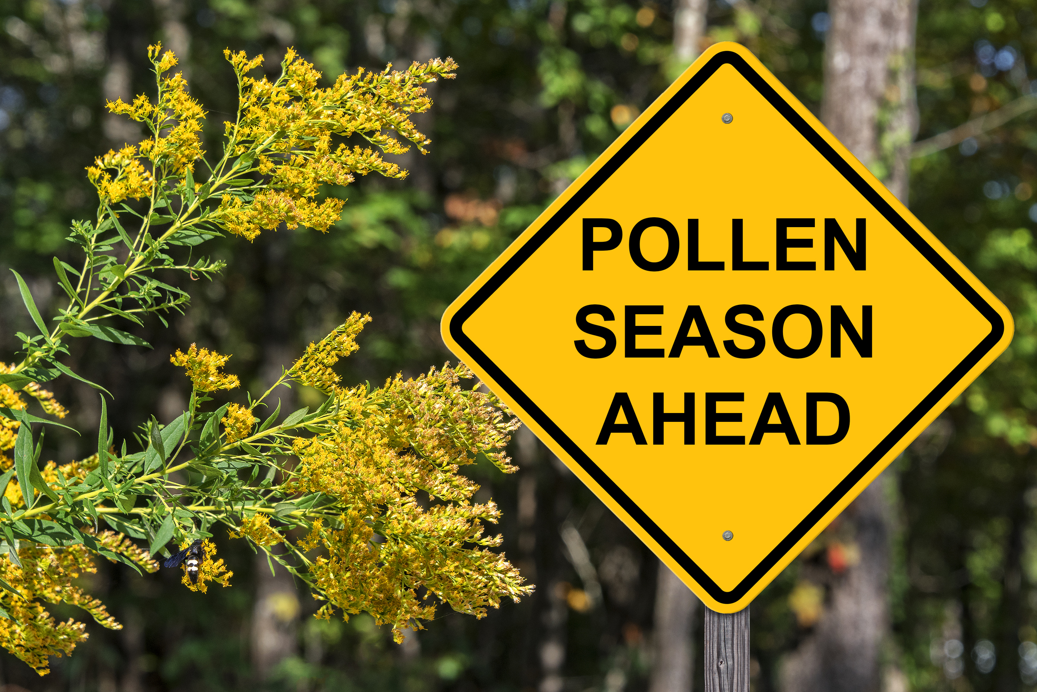 Warning sign that says pollen season ahead